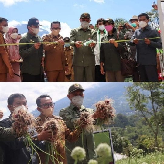 Gurbernur Sumbar, Hadiri panen perdana Petani Bawang