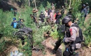 Lagi – Lagi Brimob Aceh Kembali Temukan 3 Hektar Ladang Ganja
