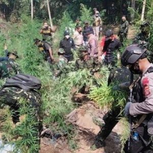 Lagi – Lagi Brimob Aceh Kembali Temukan 3 Hektar Ladang Ganja