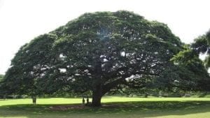 Pohon Hitachi adalah pohon Monkeypod