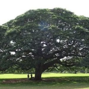 Pohon Hitachi adalah pohon Monkeypod