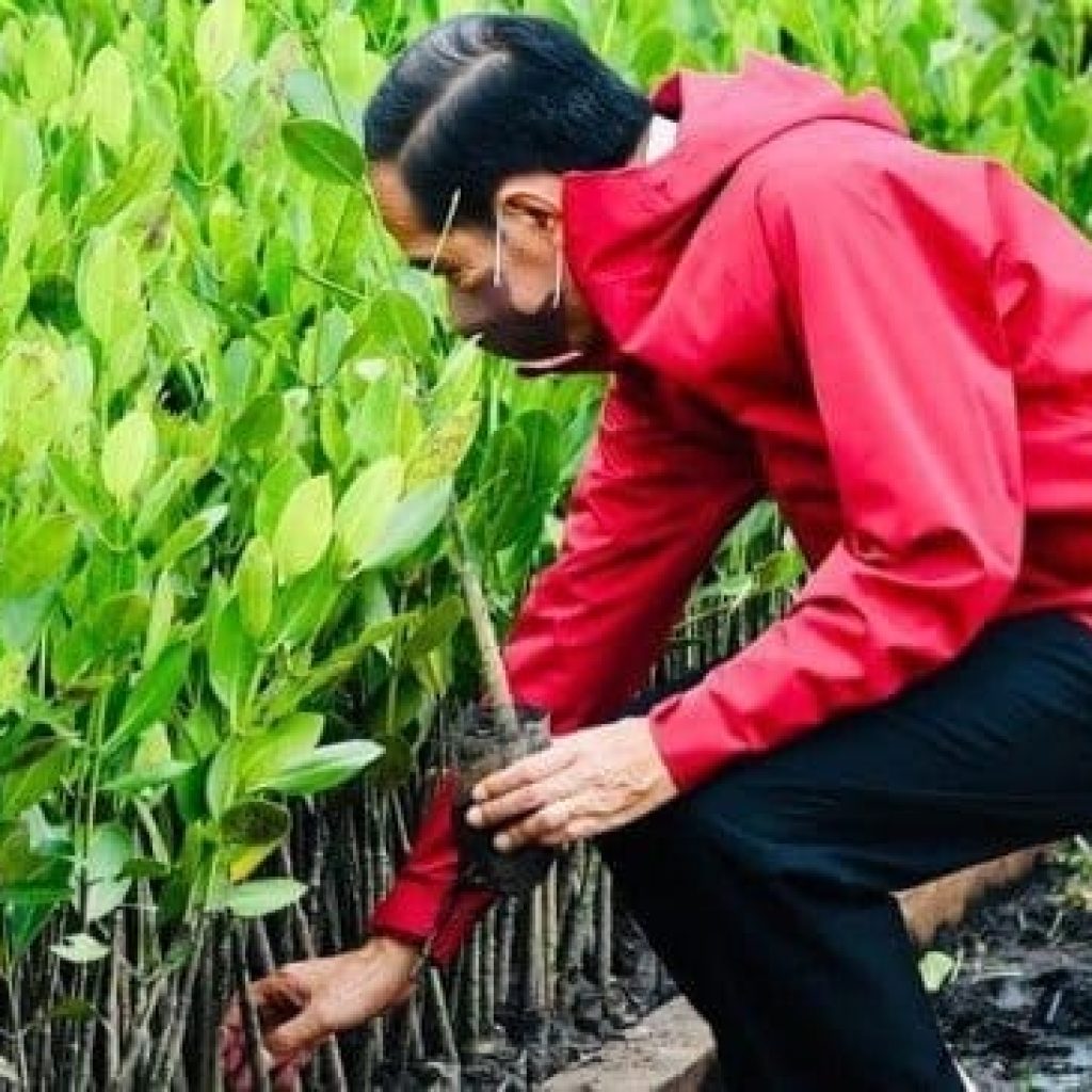 Presiden: Rehabilitasi Mangrove Akan Terus Kita Lakukan