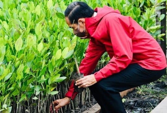 Presiden: Rehabilitasi Mangrove Akan Terus Kita Lakukan