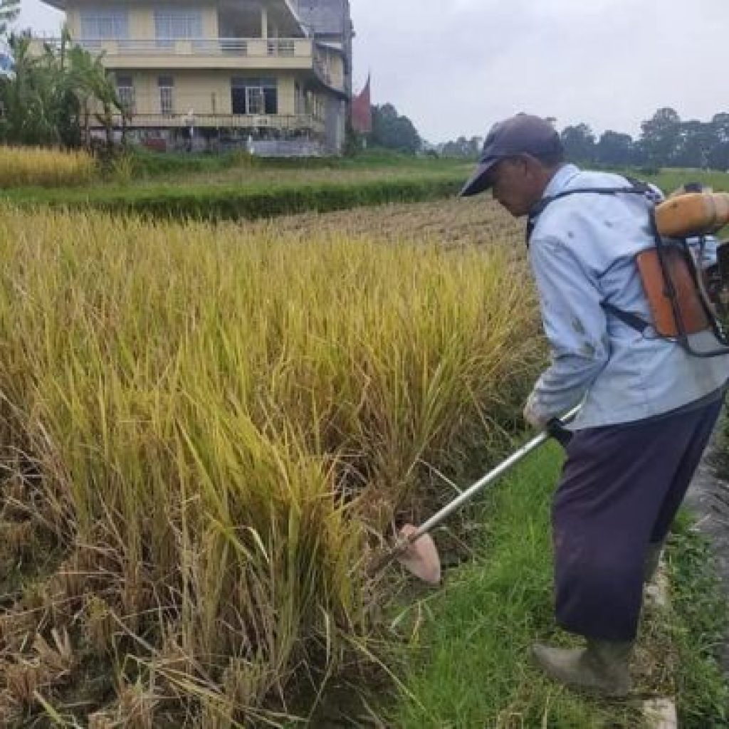 Terapkan Tutorial YouTube Langsung Rebah dibabat Pisau Pemotong Rumput