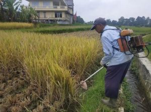 Terapkan Tutorial YouTube Langsung Rebah dibabat Pisau Pemotong Rumput