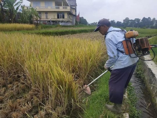 Terapkan Tutorial YouTube Langsung Rebah dibabat Pisau Pemotong Rumput