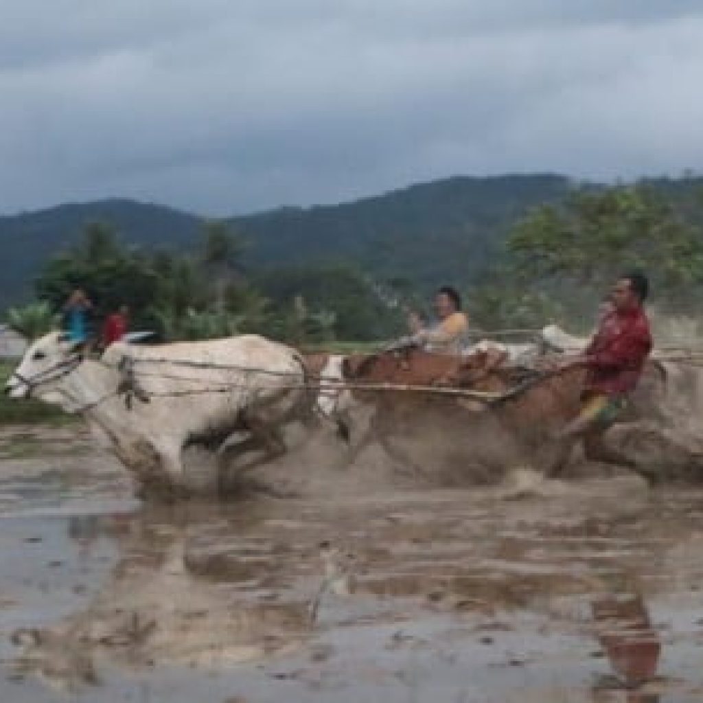 Pacu Jawi Luak Limopuluah Warisan Budaya Indonesia