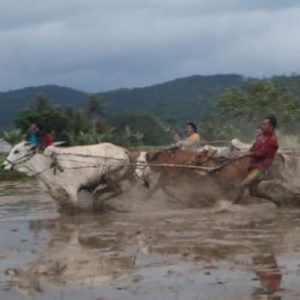 Pacu Jawi Luak Limopuluah Warisan Budaya Indonesia