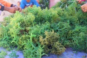 Sinergi KKP Bangun Kampung Budidaya Rumput Laut di Kawasan Timur Indonesia