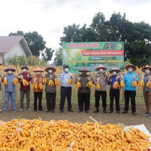 Dukung Program Ketahanan Pangan Nasional Lapas Terbuka Kelas IIB Pasaman Lakukan Panen Raya Jagung