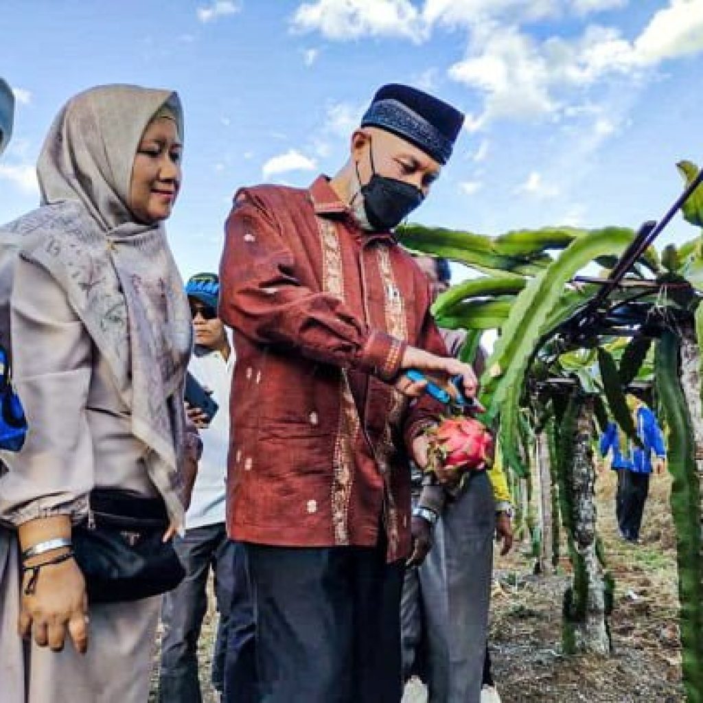 Gubernur Sumbar Kirim OPD Dukung Perkebunan Buah Naga di Nagari Kacang