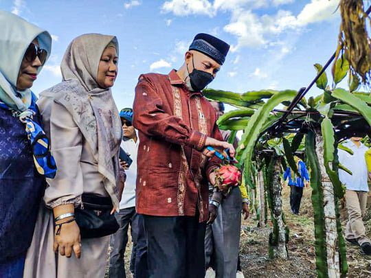 Gubernur Sumbar Kirim OPD Dukung Perkebunan Buah Naga di Nagari Kacang