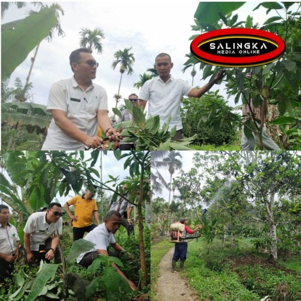 Atasi Kutu Putih Pada Alpukat