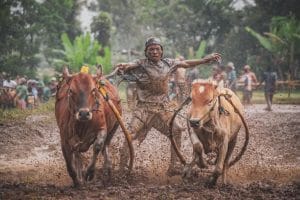 Acara Alek Nagari Pacu Jawi pada Tahun 2022 dimulai, Silabuah Menjadi Tempat Pertama