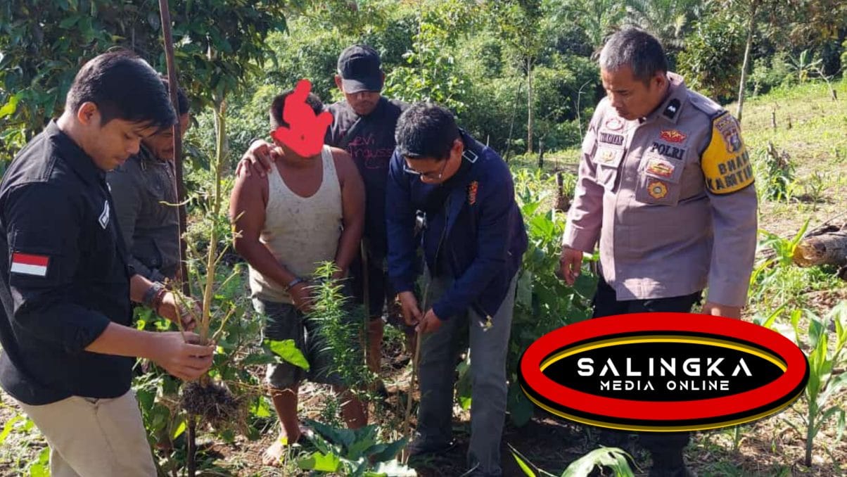 Satres Narkoba Polres Pasaman Cokok Seorang Petani Serta Amankan Tanaman Ganja