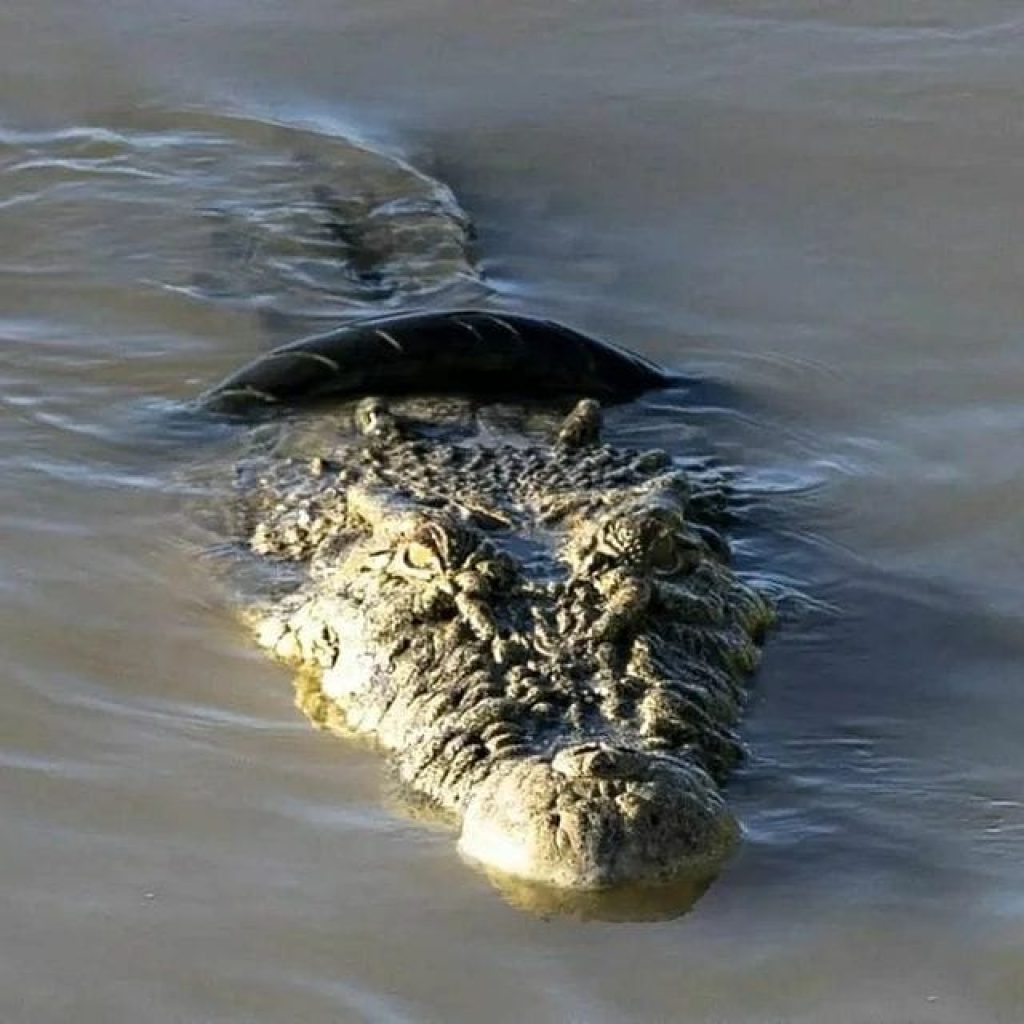 Sejak Tahun 2016, Penyelamatan Buaya yang Terjerat Ban Sepeda Motor di Kota Palu