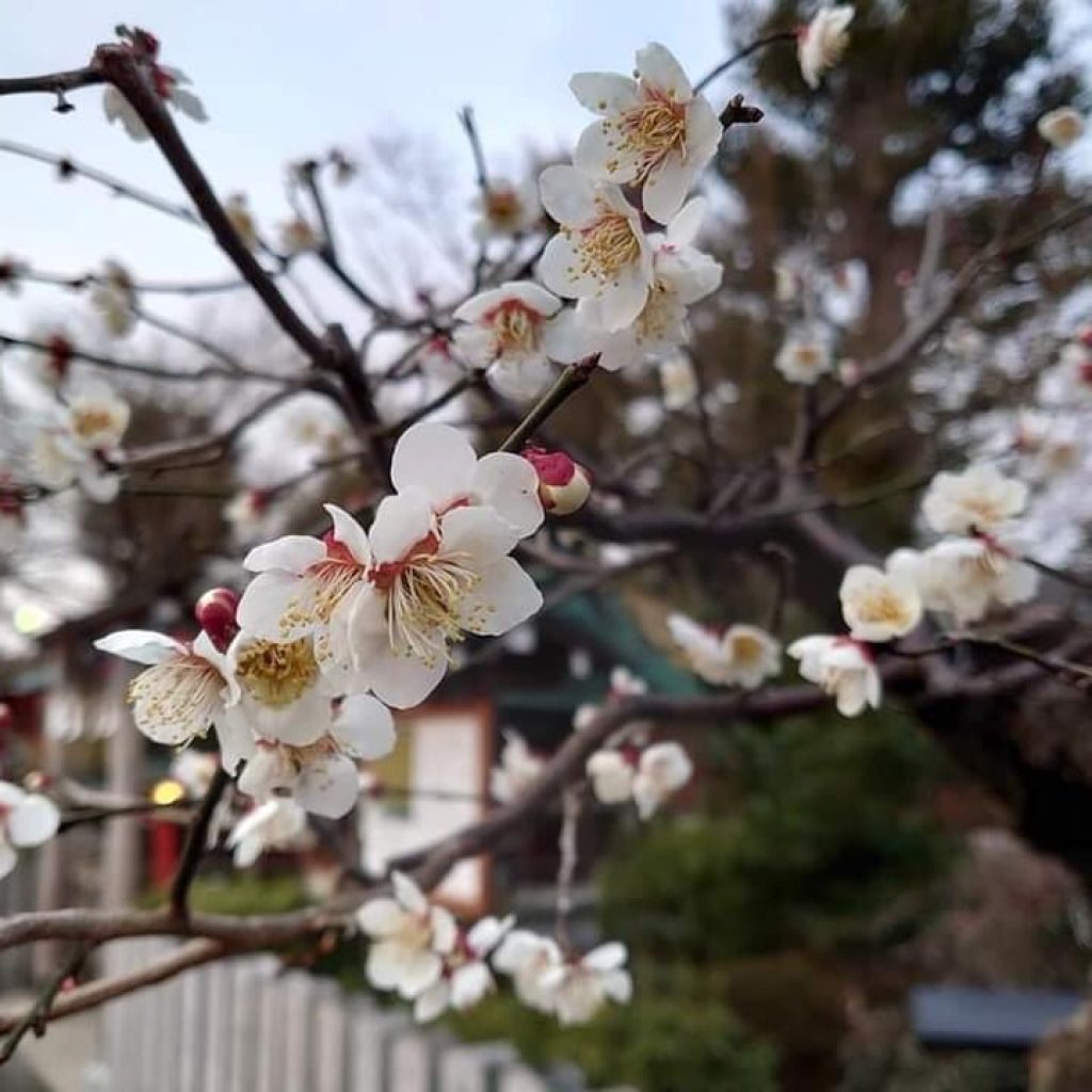 Bunga sakura di Jepang menjadi Salah Satu Tujuan Turis Manca Negara