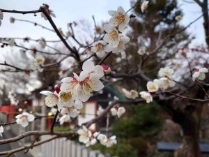 Bunga sakura di Jepang menjadi Salah Satu Tujuan Turis Manca Negara