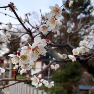 Bunga sakura di Jepang menjadi Salah Satu Tujuan Turis Manca Negara