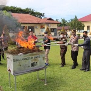 Kapolres Pasaman Barat Bersama Forkopimda Pasaman Barat Musnahkan Barang Bukti 85 Batang Ganja