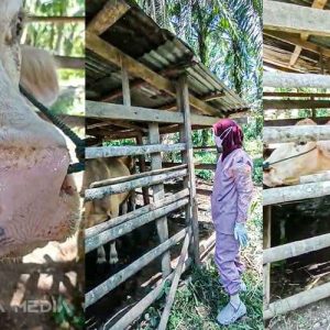 Diduga Terpapar Penyakit Mulut dan Kaki (PMK), Khawatir akan Tertular Dinas Peternakan Isolasi Enam ekor Sapi di Kabupaten Pasaman Barat