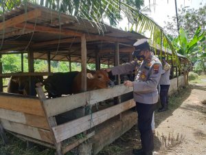 Guna Mengantisipasi PMK, Kapolsek Lembah Melintang Adakan Kegiatan Monitoring Di Nagari Ujung Gading