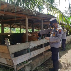 Guna Mengantisipasi PMK, Kapolsek Lembah Melintang Adakan Kegiatan Monitoring Di Nagari Ujung Gading