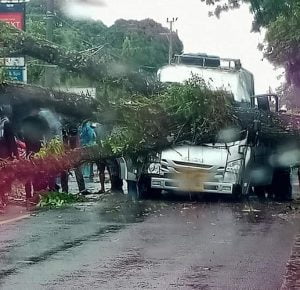 Pohon Tumbang di Simpang Empat Pasbar Timpa Mobil Angkutan Kota Tranek Ujung Gading – Medan dan 1 Penumpang Meninggal Dunia