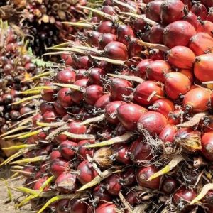 Presiden RI Cabut Larangan Ekspor Sawit, Petani Sawit di Pasaman Bersyukur dan Berterima Kasih