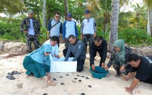 Usung Tema “Mari Selamatkan Penyu” pada Peringatan Hari Penyu Sedunia, Wagub Audy Rilis 230 Penyu