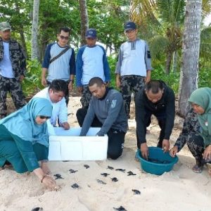 Usung Tema “Mari Selamatkan Penyu” pada Peringatan Hari Penyu Sedunia, Wagub Audy Rilis 230 Penyu