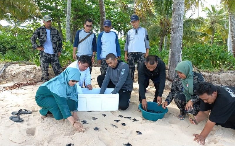 Usung Tema “Mari Selamatkan Penyu” pada Peringatan Hari Penyu Sedunia, Wagub Audy Rilis 230 Penyu