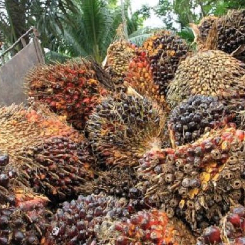 Agen/Tengkulak Buah Sawit Diduga Picu Penurunan Harga TBS di Tingkat Petani