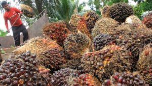 Agen/Tengkulak Buah Sawit Diduga Picu Penurunan Harga TBS di Tingkat Petani