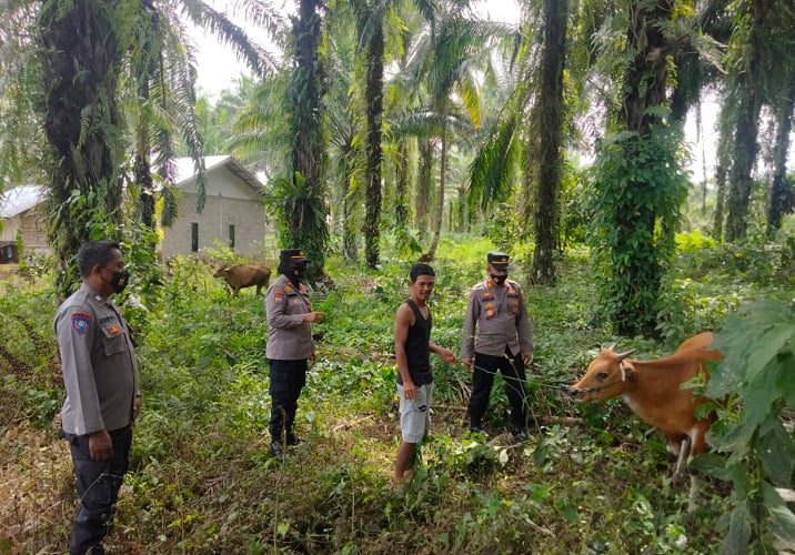 Antisipasi PMK Terhadap Hewan Ternak, Polres Pasaman Barat Terus Lakukan Pemantauan Disejumlah Perternak Hewan