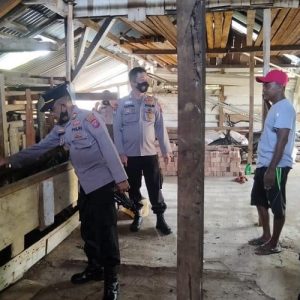 Antisipasi PMK Terhadap Hewan Ternak, Polres Pasaman Barat Terus Lakukan Pemantauan Disejumlah Perternak Hewan