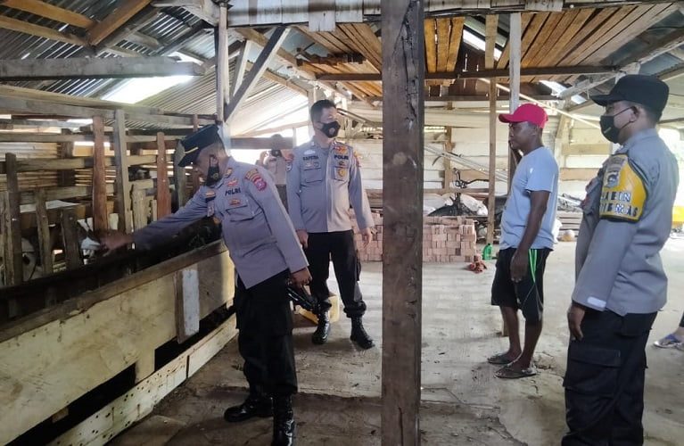 Antisipasi PMK Terhadap Hewan Ternak, Polres Pasaman Barat Terus Lakukan Pemantauan Disejumlah Perternak Hewan