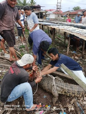 Evakuasi 2 Ekor Buaya Muara (Crocodylus Porosus) di Air Bangis Pasaman Barat