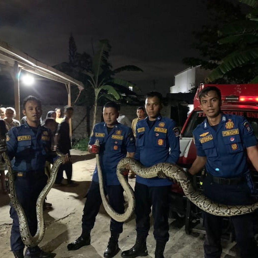 Dua Ular Piton di Gunung Pangilun Kota Padang Berhasil Diamankan Damkar