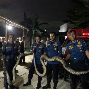 Dua Ular Piton di Gunung Pangilun Kota Padang Berhasil Diamankan Damkar
