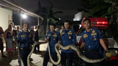 Dua Ular Piton di Gunung Pangilun Kota Padang Berhasil Diamankan Damkar