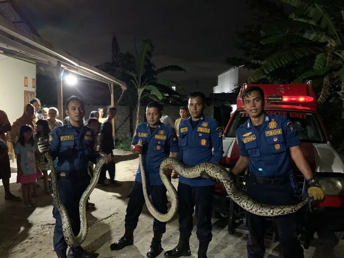 Dua Ular Piton di Gunung Pangilun Kota Padang Berhasil Diamankan Damkar