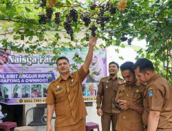 Panen Anggur di Kebun Mini Naisya Farm, Sekda Pasbar Hendra Putra Ajak Masyarakat Budidaya Anggur