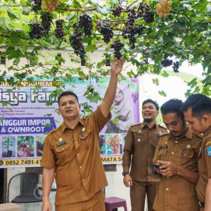 Panen Anggur di Kebun Mini Naisya Farm, Sekda Pasbar Hendra Putra Ajak Masyarakat Budidaya Anggur