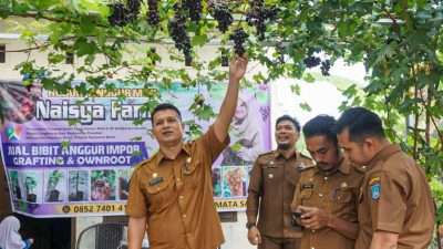 Panen Anggur di Kebun Mini Naisya Farm, Sekda Pasbar Hendra Putra Ajak Masyarakat Budidaya Anggur