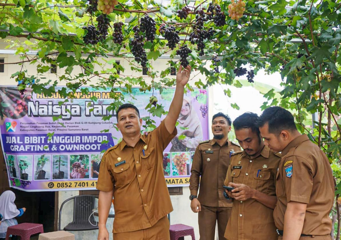 Panen Anggur di Kebun Mini Naisya Farm, Sekda Pasbar Hendra Putra Ajak Masyarakat Budidaya Anggur