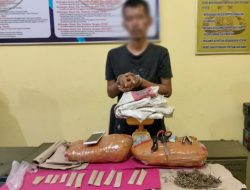 Satresnarkoba Polres Pessel Ringkus 2 Tersangka Narkoba, 2 Paket Besar Ganja dan Timbangan Ikut Disita