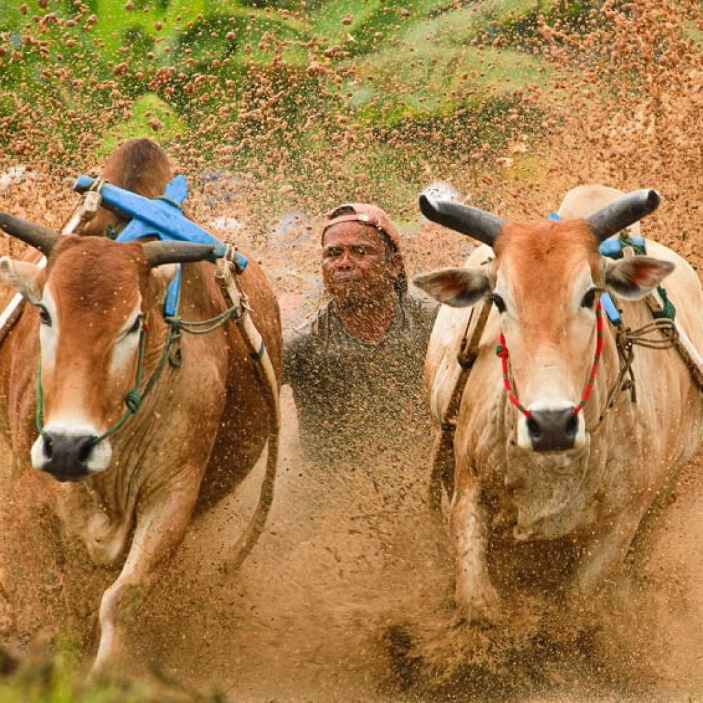 Alek Pacu Jawi Ajang Untuk Memperkenalkan Adat dan Budaya