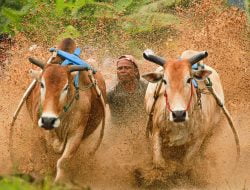 Alek Pacu Jawi Ajang Untuk Memperkenalkan Adat dan Budaya