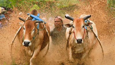 Alek Pacu Jawi Ajang Untuk Memperkenalkan Adat dan Budaya